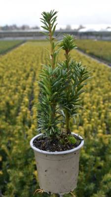 Taxus bacc. 'Fast. Robusta'