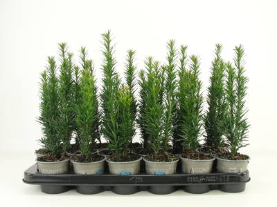 Taxus bacc. 'Fast. Robusta'