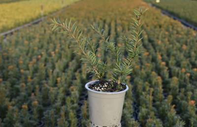 Taxus bacc. 'Repandens'
