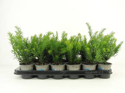 Taxus bacc. 'Repandens'