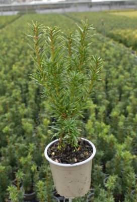 Taxus med. 'Densiformis'