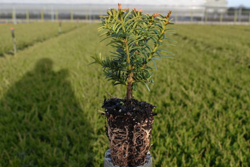 Taxus bacc. 'Summergold'