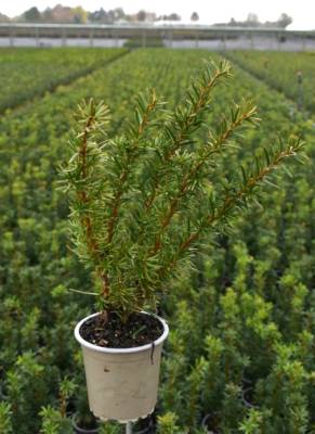 Taxus med. 'Farmen'