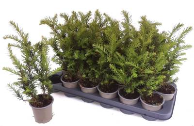 Taxus med. 'Groenland'