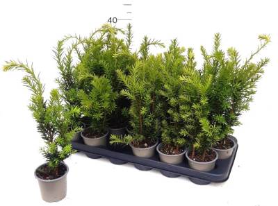 Taxus med. 'Hicksii'