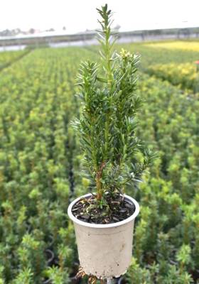 Taxus med. 'Hillii'