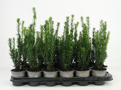Taxus med. 'Hillii'