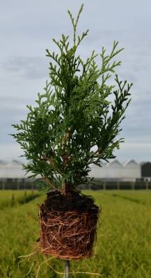 Thuja occ. 'Brabant'