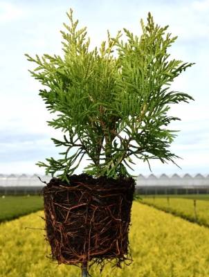 Thuja occ. 'Golden Globe'