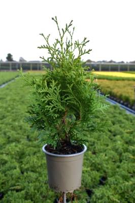 Thuja occ. 'Holmstrup'