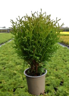 Thuja occ. 'Little Giant'