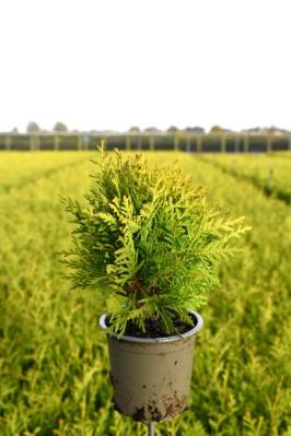 Thuja occ. 'Mirjam'