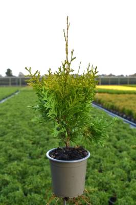 Thuja occ. 'Salland'