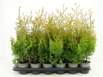 Thuja occ. 'Salland'