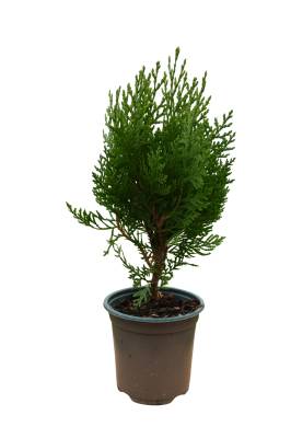 Platycladus oriënt. 'Pyr. Aurea'