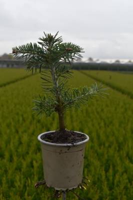 Abies koreana
