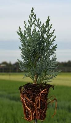 Chamaecyparis law. 'Columnaris'
