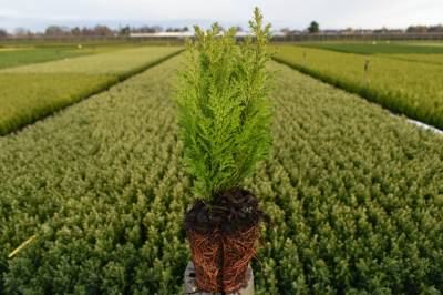 Chamaecyparis law. 'Ellw. Empire'