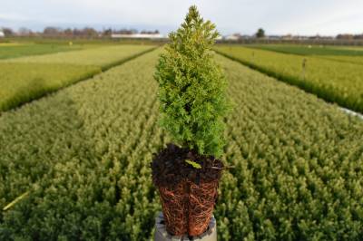 Chamaecyparis law. 'Ellw. Gold'