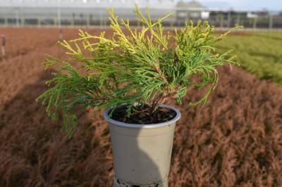 Chamaecyparis pis. 'Filifera Aurea'