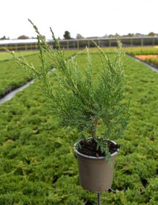 Juniperus pfitz. 'Pfitzeriana Compacta'