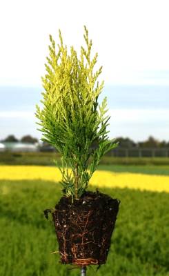 Chamaecyparis law. 'Erecta Aurea'