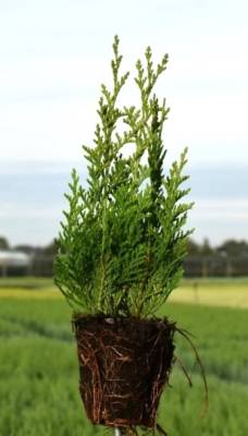 Chamaecyparis law. 'Green Pillar'