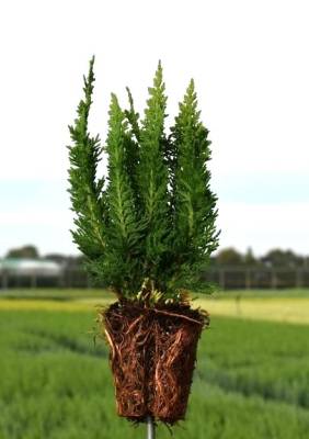 Chamaecyparis law. 'Little Spire'