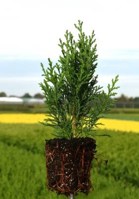 Chamaecyparis law. 'Robusta'