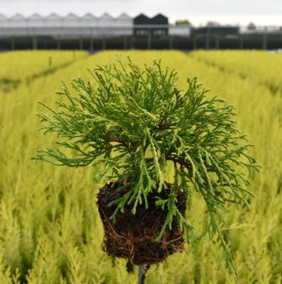 Chamaecyparis pis. 'Sungold'