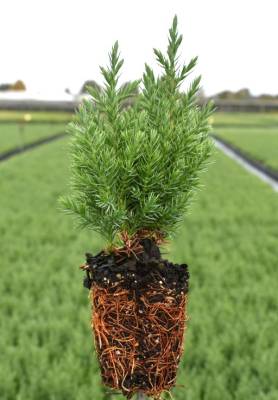 Juniperus chin. 'Stricta'