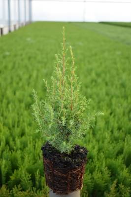 Juniperus comm. 'Gold Cone'