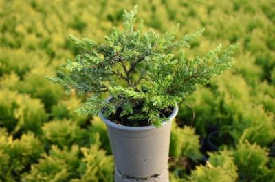 Juniperus comm. 'Goldschatz'