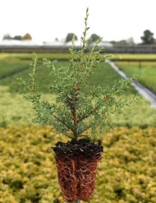 Juniperus comm. 'Suecica'