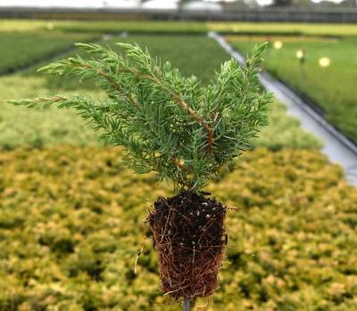 Juniperus conf. 'Schlager'