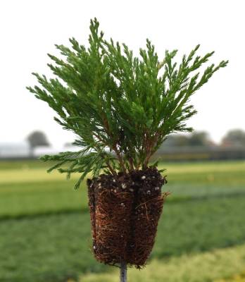 Juniperus hor. 'Andorra Compact'