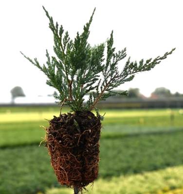 Juniperus hor. 'Blue Chip'