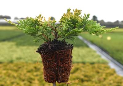 Juniperus hor. 'Golden Carpet'