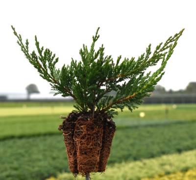 Juniperus hor. 'Prince of Wales'