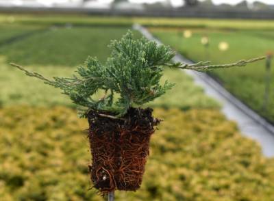 Juniperus hor. 'Wiltonii'