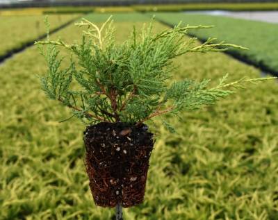 Juniperus pfitz. 'Gold Coast'
