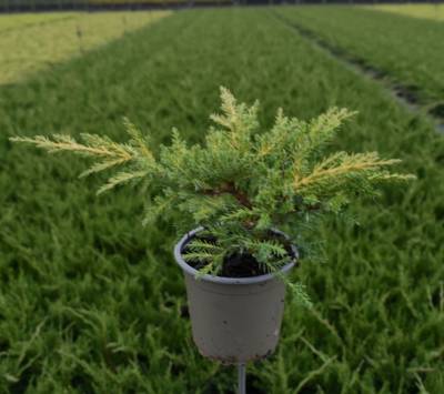 Juniperus pfitz. 'Gold Star'