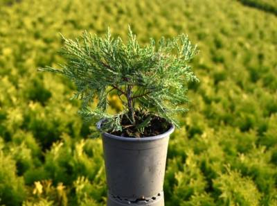 Juniperus pfitz. 'King of Spring'