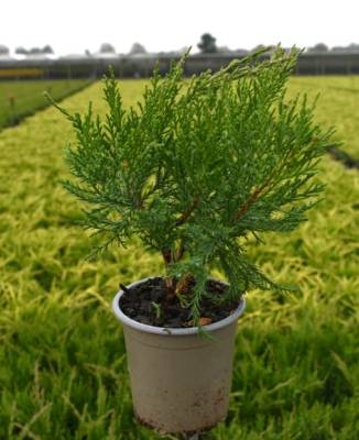 Juniperus pfitz. 'Mint Julep'