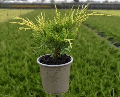 Juniperus pfitz. 'Old Gold'