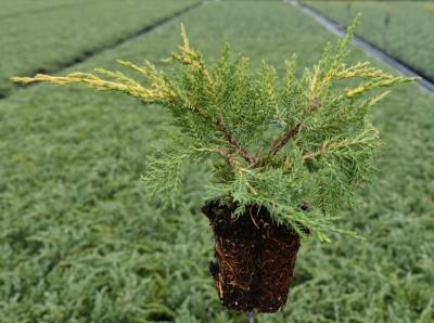 Juniperus pfitz. 'Pfitzeriana Aurea'