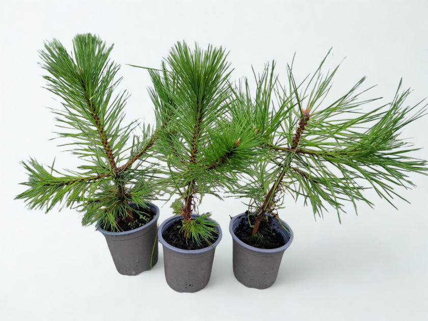 Abies nordmanniana