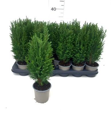 Chamaecyparis law. 'Ellwoodii'