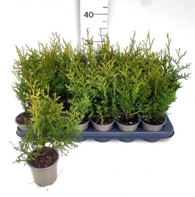 Thuja occ. 'King of Brabant'