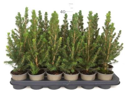 Picea glauca 'Conica'